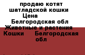 продаю котят шатладской кошки › Цена ­ 1 000 - Белгородская обл. Животные и растения » Кошки   . Белгородская обл.